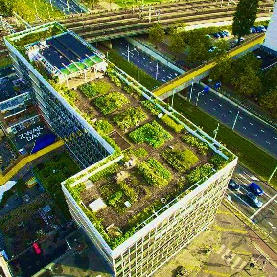 dirkjanjanssen's tweet photo. Los techos verdes pueden enfriar nuestras ciudades, prevenir inundaciones, aislar edificios para reducir el uso de energía e incluso pueden usarse como granjas urbanas.

Este techo en Rotterdam es una fuente de verduras y frutas frescas para el vecindario. https://t.co/x8N2FNPEwc