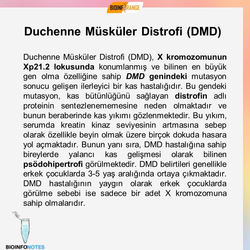 bioinforange's tweet photo. Duchenne Müsküker Distrofin (DMD) hakkında bir #bioinfonotes paylaşılmıştır. #DuchenneMüskükerDistrofin #Dmdgeni #mutasyon #kas #kashastalığı #distrofin #kreatinkinaz #psödohipertrofi #bilimlekalalım https://t.co/8Aw0Wevaow