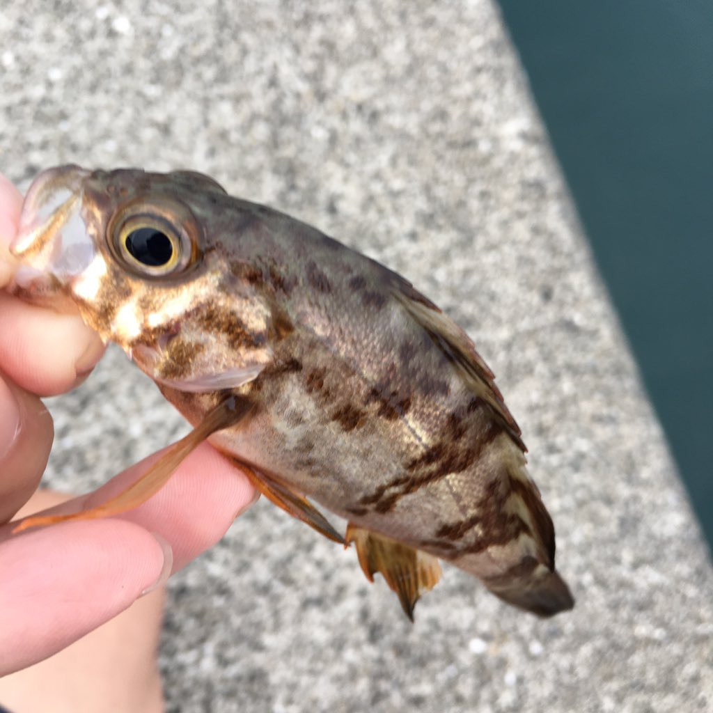 釣行記録 釣行記録