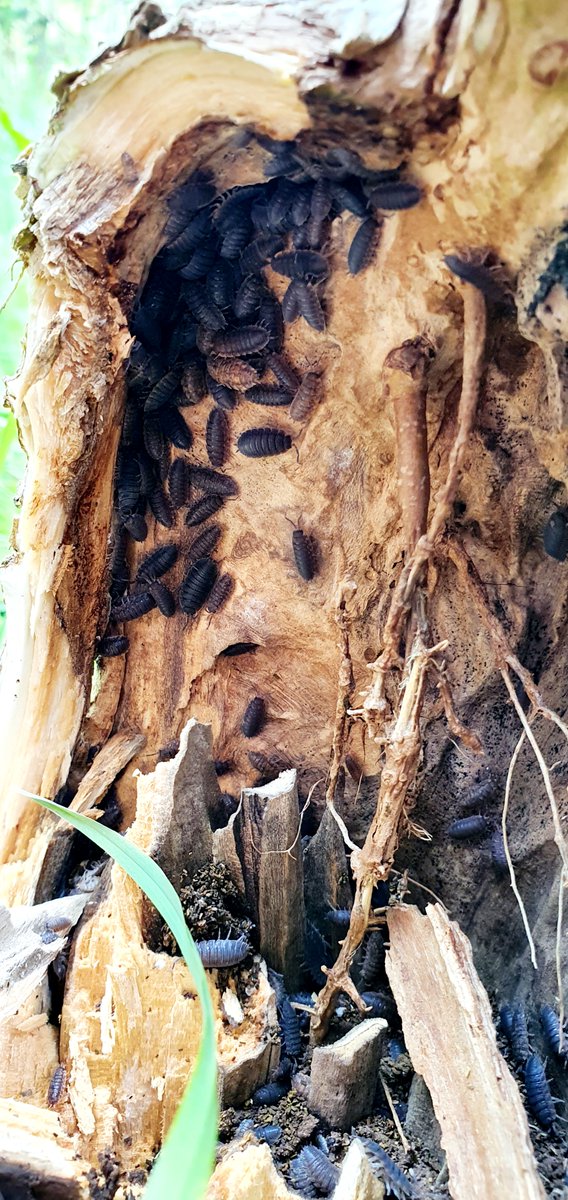 RotaryChannel's tweet image. Many congratulations to the Young Photographers at Castle Hill Community Primary School Folkestone in a #ChannelRotary competition.  Each has received a certificate &amp;amp; cash award for their achievement. Prizes were presented by Malcolm Stewart, Rotary President at a Zoom assembly .