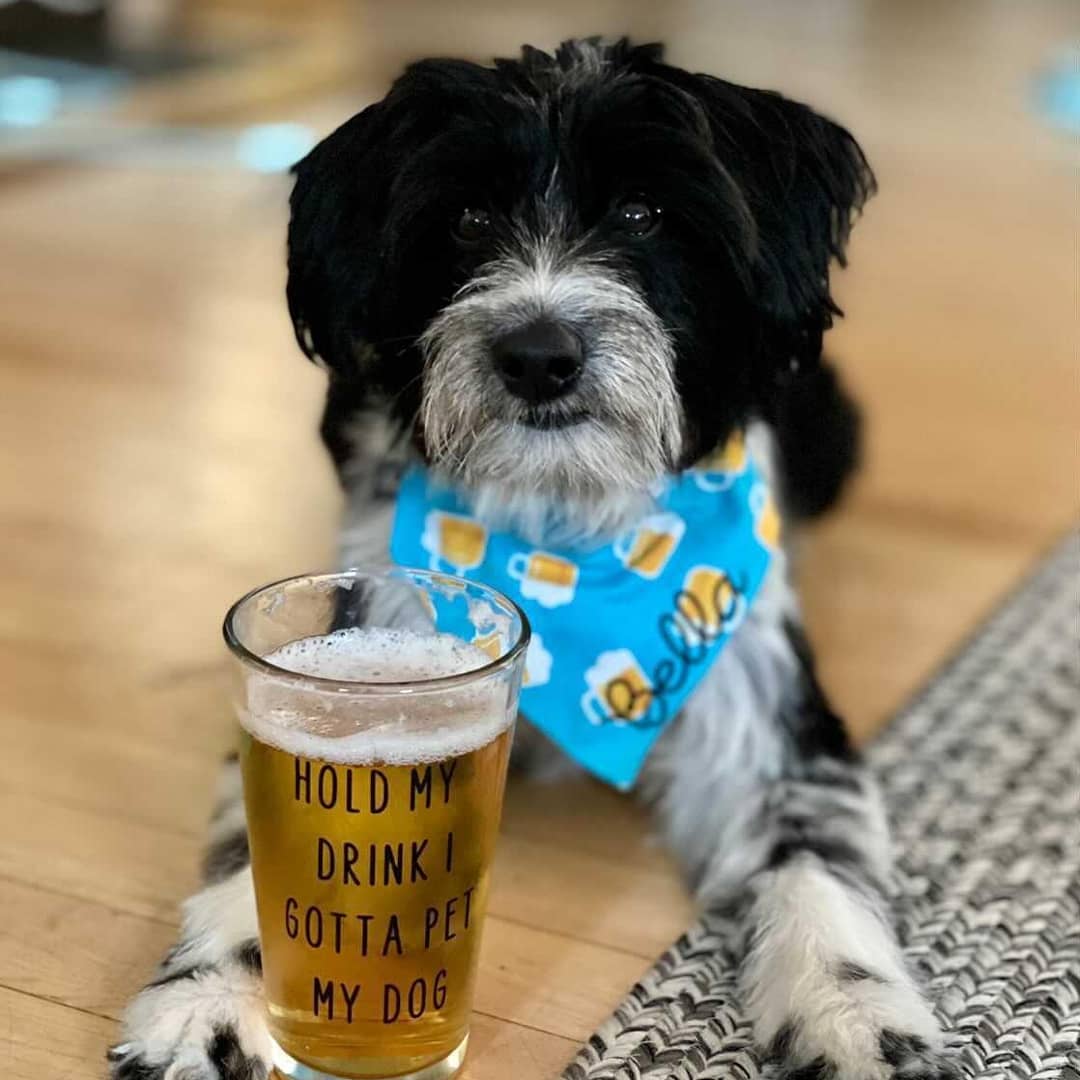 saturdays are for the good boys

📷: ladybella_miniaussiedood on ig