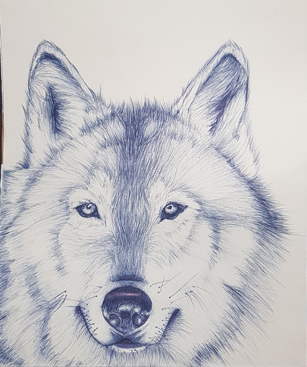 Wolf 🐺
(With pen)

#wolf #wolfdrawing #wolfdraw #wolfart #lobo #dibujolobo #lobodrawing #animal #animaldrawing #animaldraw #animalart #draw #drawing #dibujo #pendrawing #artwork #art