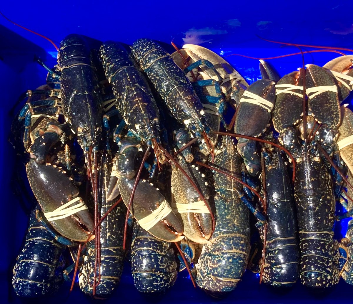 Loyal Friend PW 12 (@loyalfriendpw12) on Twitter photo βA fine selection of crabs and Lobsters available...
<a href="/LoyalFriendPW12/">Loyal Friend PW 12</a>
(ORDERS BY 15:00 TODAY PLEASE π)
π¦ππ¦
Orders: M: 07721 942 954
#newquaycornwall
#cornishkingcrab
#Seafood
#sustainability
#localproduce
#easytocock
#eatmoreshellfish
#bestofcornwall βA fine selection of crabs and Lobsters available...
<a href="/LoyalFriendPW12/">Loyal Friend PW 12</a>
(ORDERS BY 15:00 TODAY PLEASE π)
π¦ππ¦
Orders: M: 07721 942 954
#newquaycornwall
#cornishkingcrab
#Seafood
#sustainability
#localproduce
#easytocock
#eatmoreshellfish
#bestofcornwall