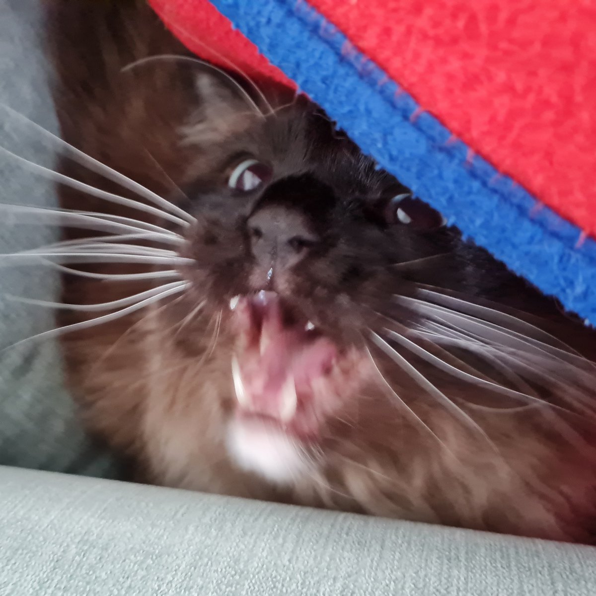 RascalFrank's tweet image. I'm a lion 🦁 🦁 🦁