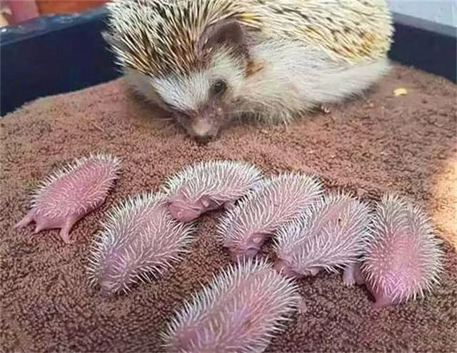 GoLoveAnimals's tweet photo. 🦔🦔 https://t.co/EQoWiO5sAh