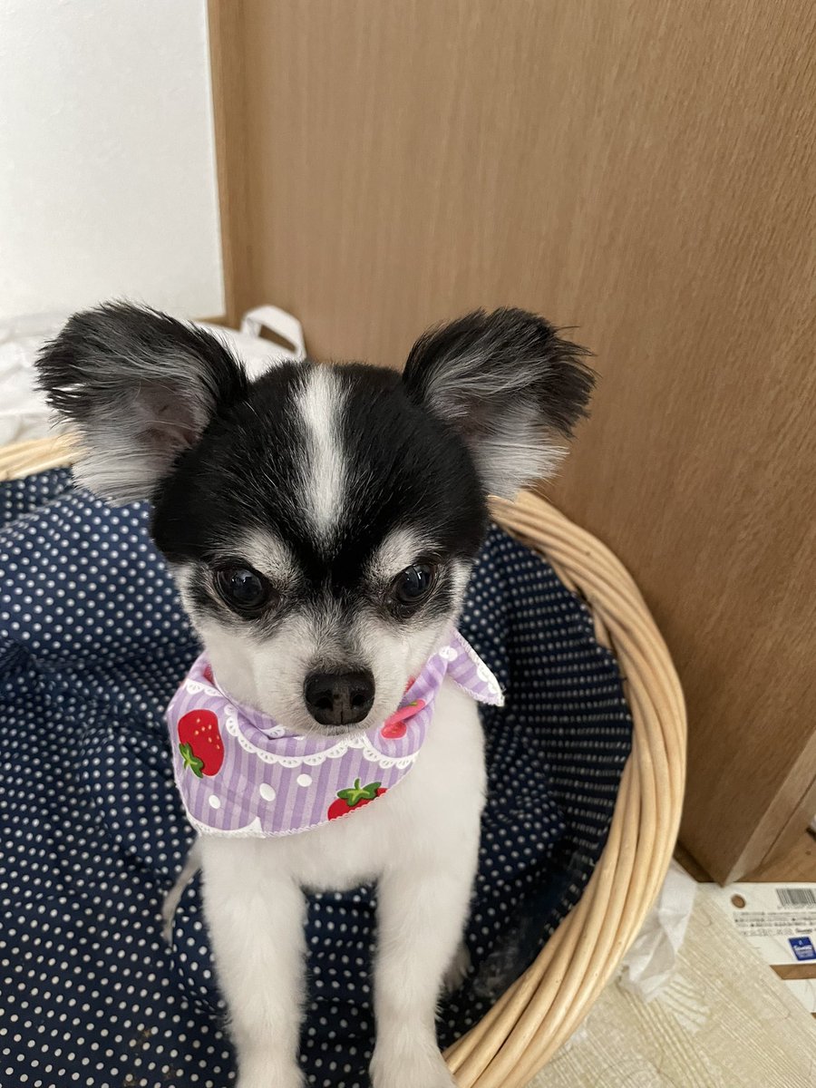 ミッキーカット
