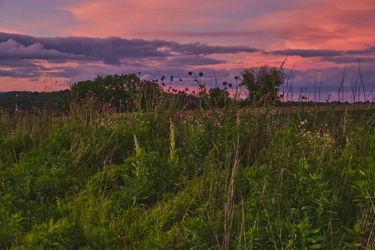 Wildflower Sunset: Caught this sunset earlier this week.
