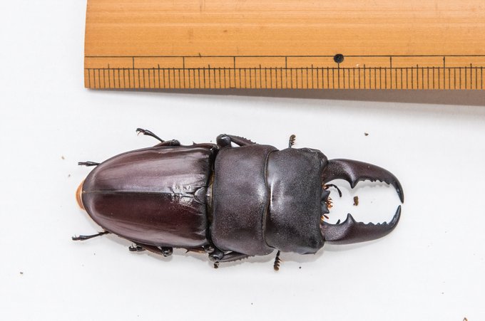 62-3mmくらいかな? 