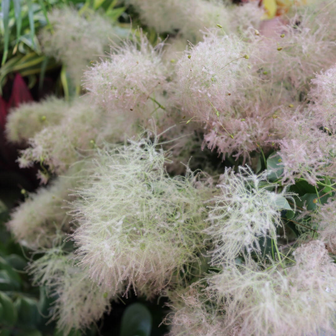 星のフラワー 花屋from茅ヶ崎 スモークツリーの切り花入荷しました もふもふカワユイです 花 花屋 茅ヶ崎花屋 茅ヶ崎 星のフラワー