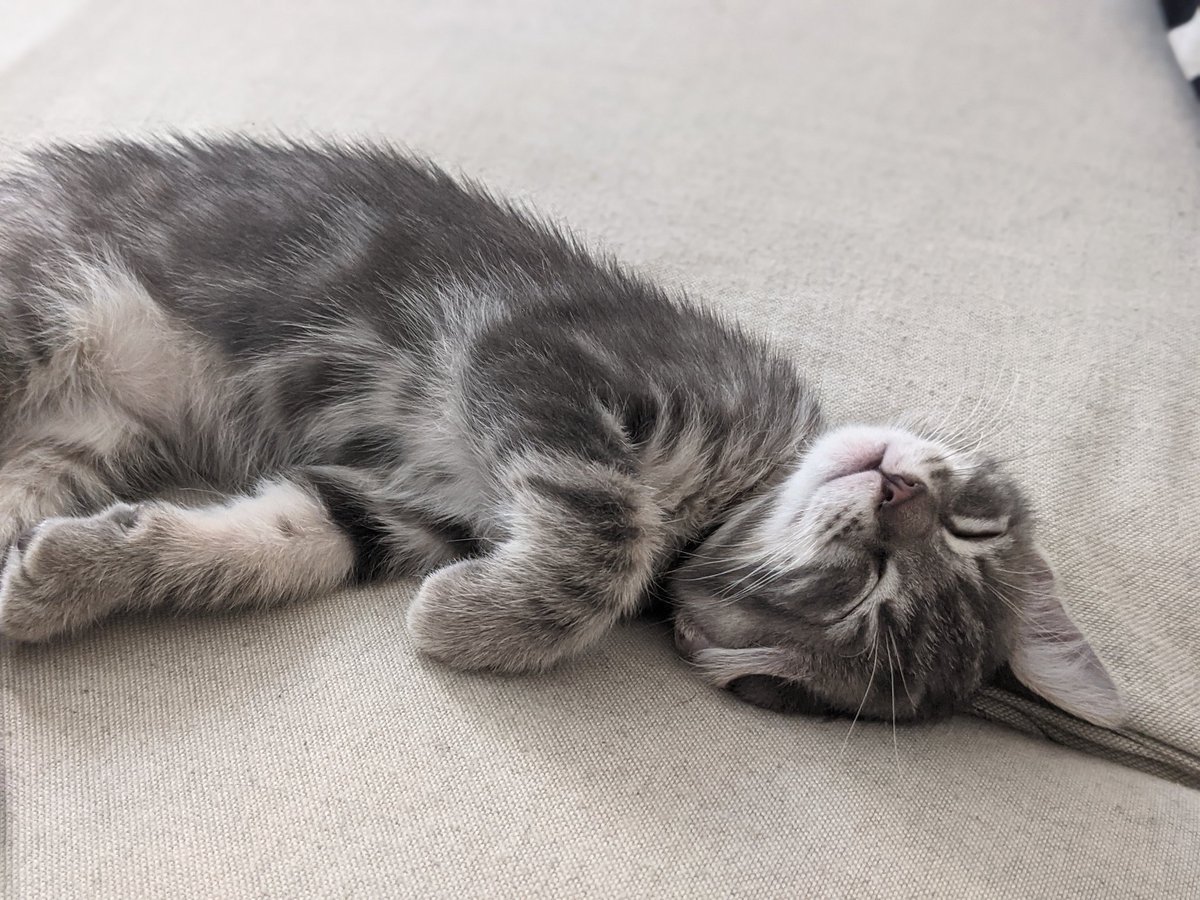 Jeudeloup's tweet photo. Ayé ! Poti Pain est là 🍞🥰 https://t.co/jZ24MVaFV9