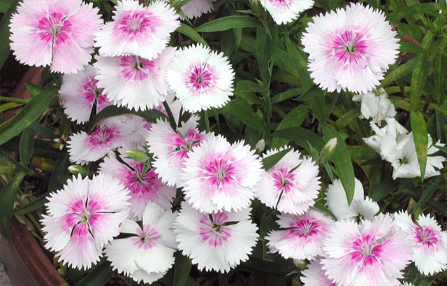 茶道体験カメリア 今日は聚洸さんの 石竹 せきちく で一服しました ナデシコに良く似ており 花弁の切れ込みの浅さや背丈等 の違いはありますが 見分けるのがとても難しいです 葉が竹の葉に似ていることからこの名前がつきました 花の名前 和菓子