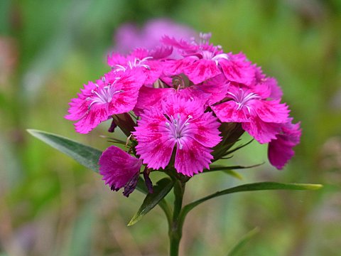 茶道体験カメリア 今日は聚洸さんの 石竹 せきちく で一服しました ナデシコに良く似ており 花弁の切れ込みの浅さや背丈等 の違いはありますが 見分けるのがとても難しいです 葉が竹の葉に似ていることからこの名前がつきました 花の名前 和菓子