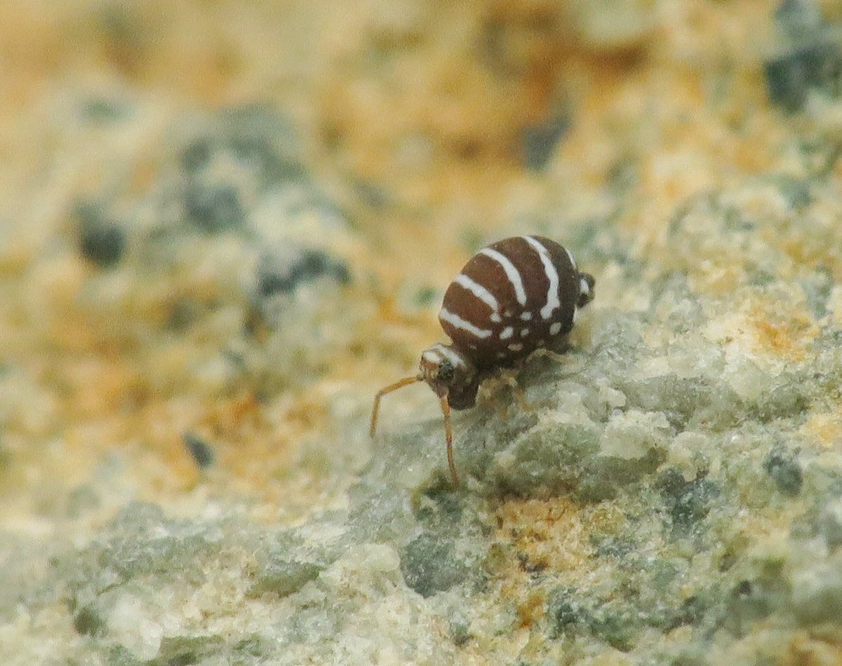 Panjan1972's tweet photo. Kleiner dan een millimeter en zeer zeldzaam. De Zebraspringstaart. Het kost even zoeken, maar dan heb je ook wat! #insect #nature #ZuidLimburg #MacroPhotography #springstaart @waarneming @volgdenatuur @IVNNederland @NatureTodayNL https://t.co/zD7W2378O4