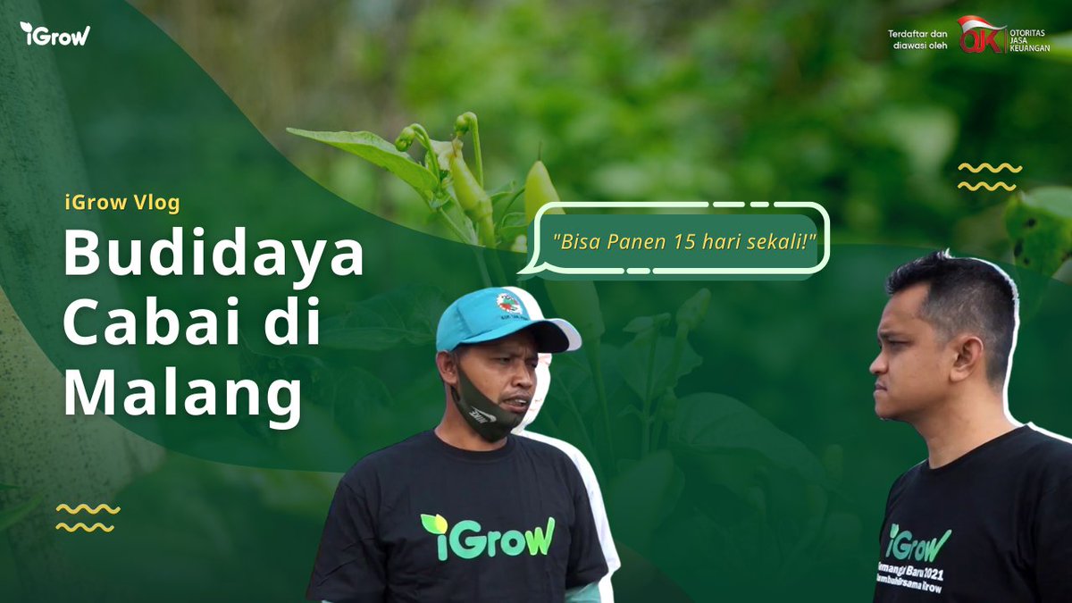 Lihat budidaya cabai di Malang yuk, Growers!
youtu.be/mI6TH7uKWcc