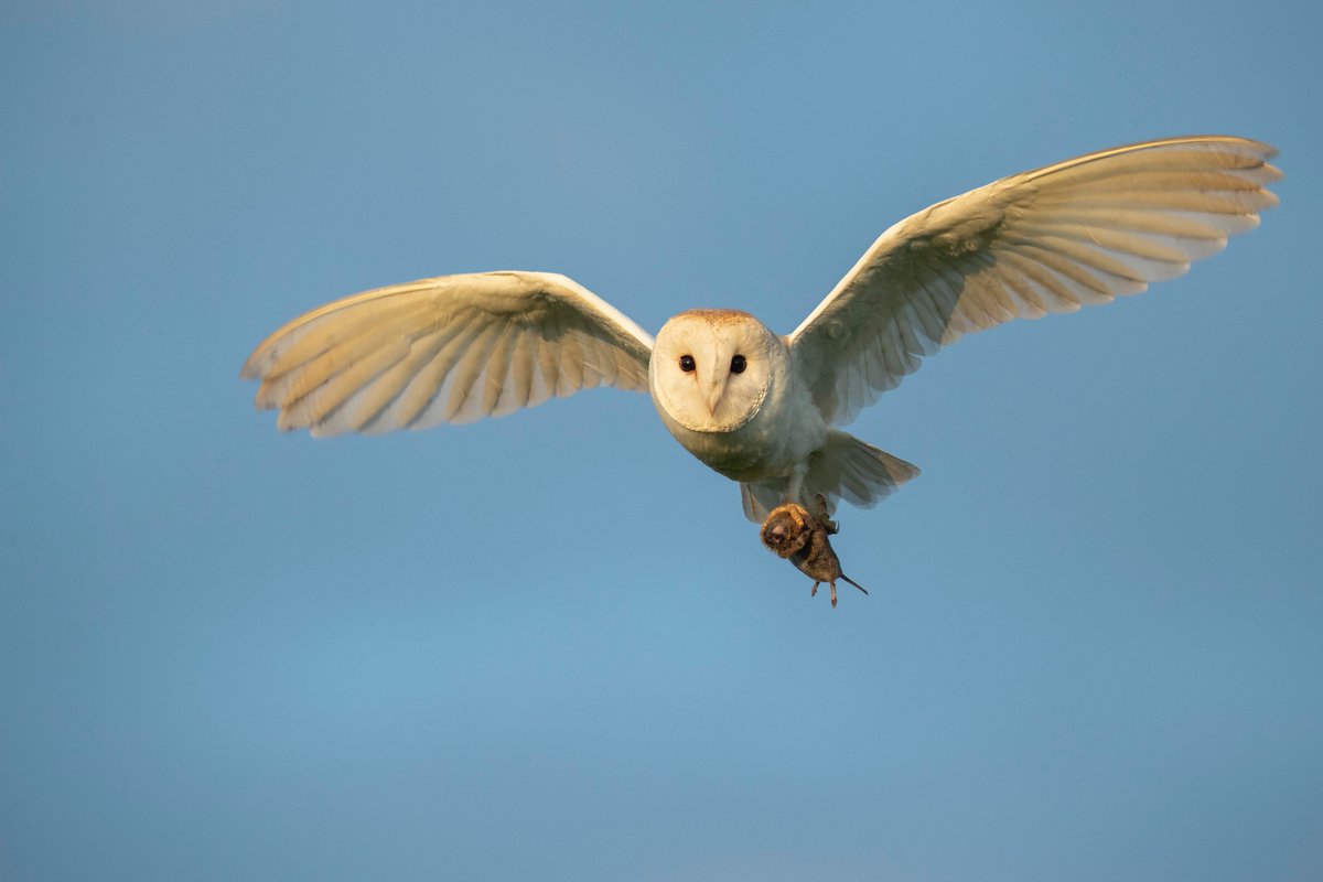 Local Barn Owl <a href="/LincsWildlife/">Lincs Wildlife Trust</a> <a href="/Lincsbirding/">Lincsbirding</a> <a href="/LincsNaturalist/">LNU</a> <a href="/lincsbirders/">Lincsbirders.org</a> <a href="/BTO_Lincs/">BTO Lincolnshire</a>