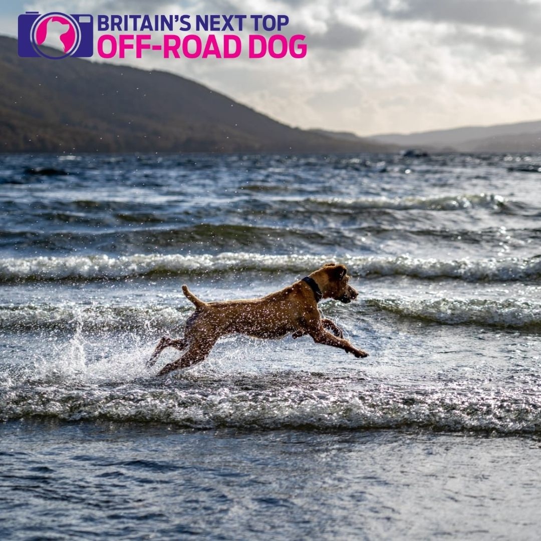 JUST 2 DAYS LEFT TO VOTE FOR ROSIE!!⁠
⁠
If you think Rosie would make a worthy Top Dog get voting at britainsnexttopdog.com/winners/

All proceeds go to Cancer Research UK.