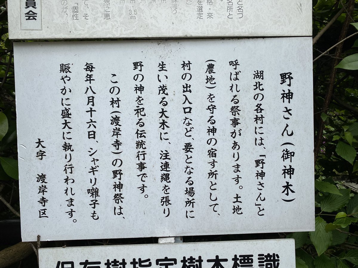 滋賀県湖北地方を中心に見られる野神信仰。各集落に野神、または野大神として注連縄が巻かれた巨樹が祀られ、今でも神事が執り行われているり 写真は国宝十一面観音で知られる渡岸寺の前にある野神