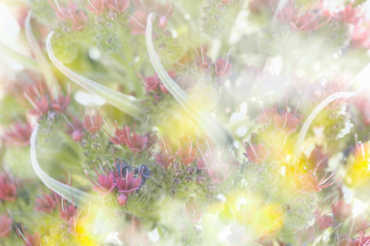 fototajinaste's tweet image. 📣 ¡Solo 1 día! 

Queridos amigos de la fotografía de Tajinaste, estamos convencidos de que estáis aprovechando los últimos momentos para hacer esas fotografías de la floración de los tajinaste. 

fototajinaste.com 
¡Qué vuestra creatividad vuele! 🚀