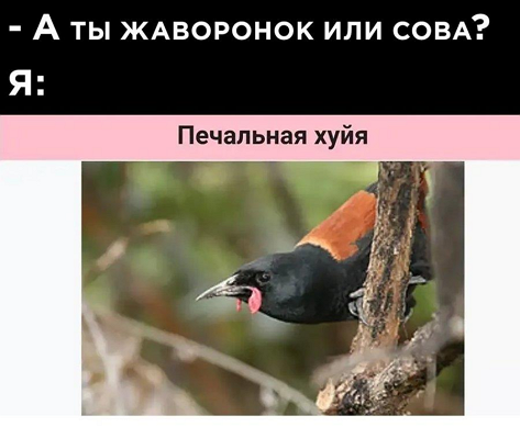 Ужасные мемы (@so_mad_so_funny) on Twitter photo 