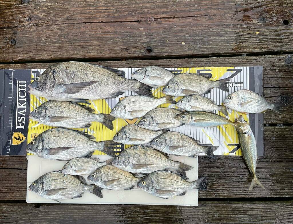 大崎筏釣センター 6月26日の釣果です 峯 様 チヌ 21 43 14匹 エサ サナギ コーン 伊勢志摩 志摩市 釣り チヌ チヌ釣り 筏釣り 大崎筏釣センター 大崎筏釣りセンター カセ釣り イカダイズム メジャリンピック T Co 32cxmwl4qt 大崎筏釣センター 6月26日の釣果です 峯 様 チヌ 21 43 14匹 エサ サナギ コーン 伊勢志摩 志摩市 釣り チヌ チヌ釣り 筏釣り 大崎筏釣センター 大崎筏釣りセンター カセ釣り イカダイズム メジャリンピック T Co 32cxmwl4qt