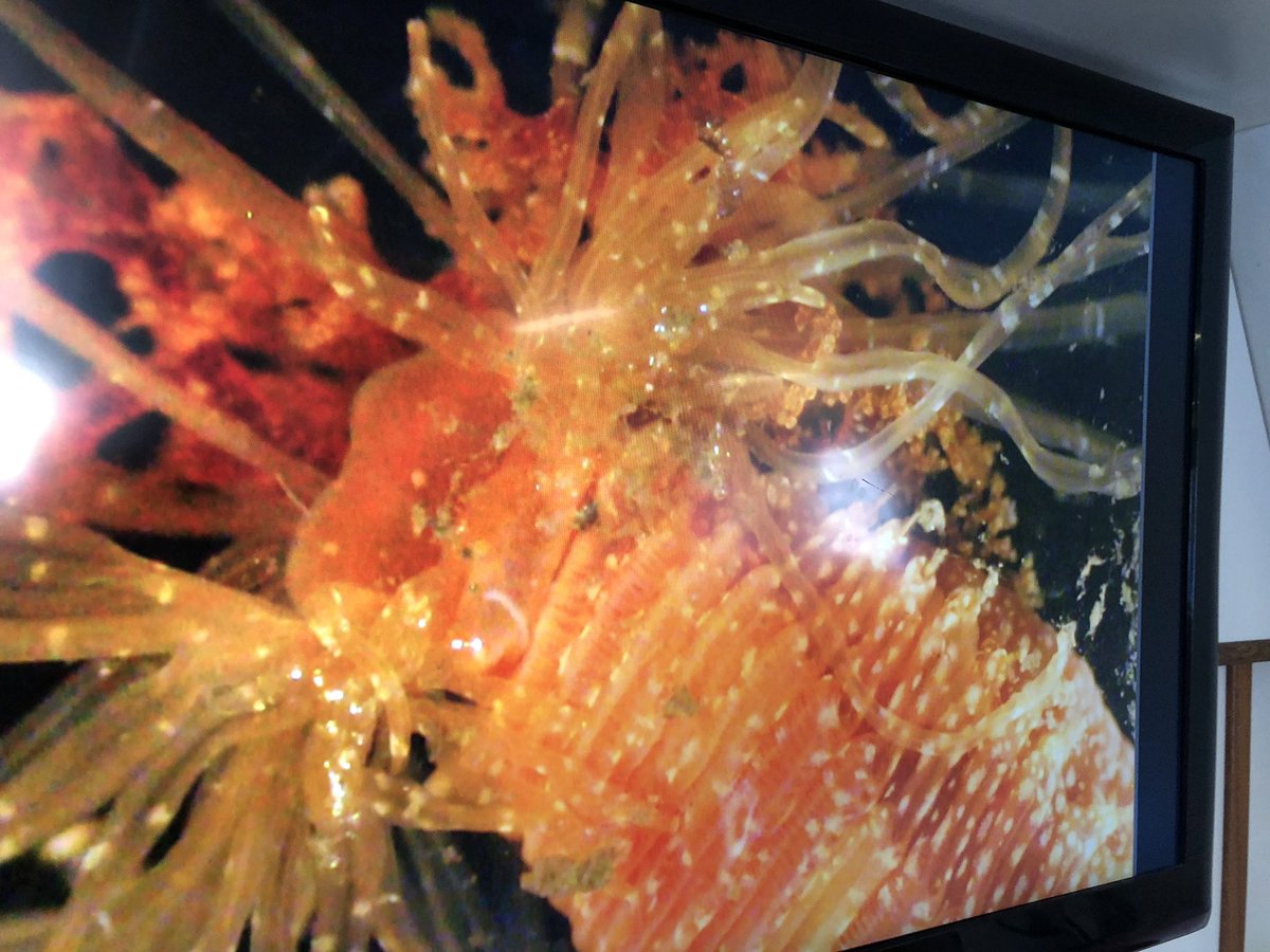 Along with REX eyes in the deep the #PlymDeeps21 team have a microscope to observe the remarkable tiny world of invertebrate life in our #oceans