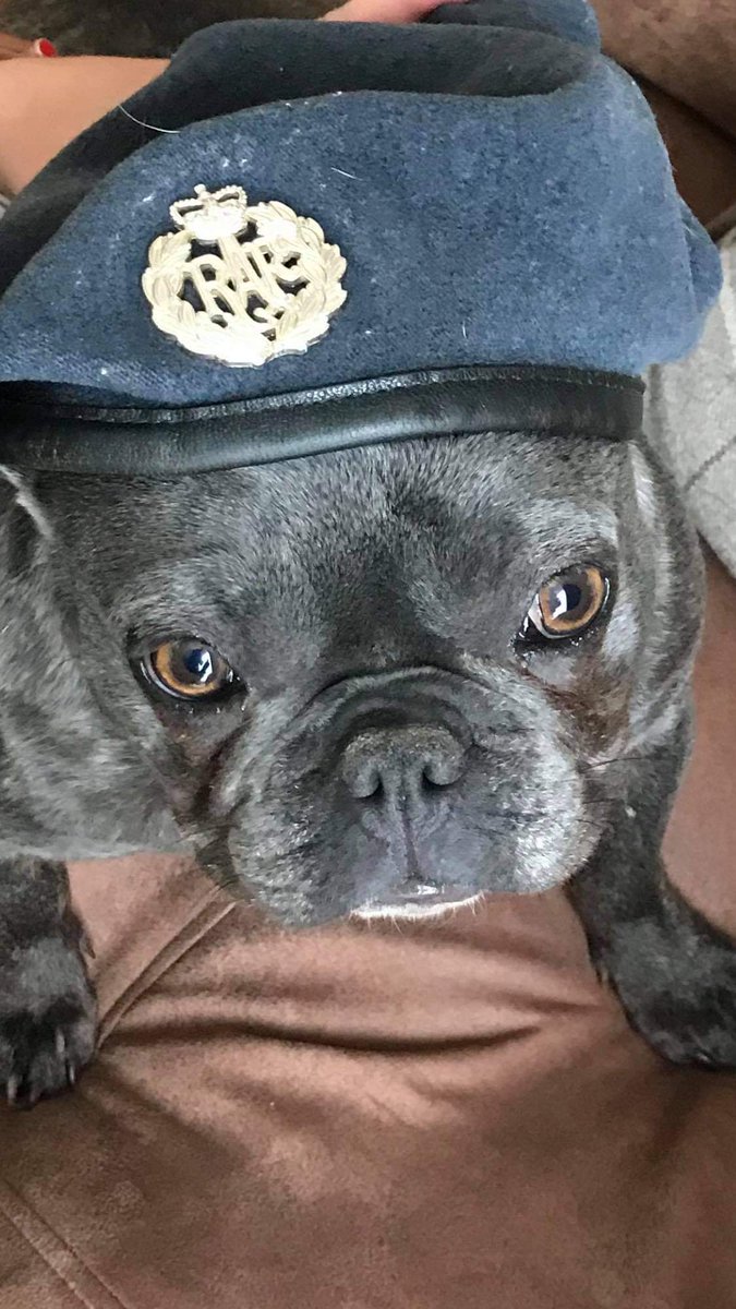 Happy #ArmedForcesDay to all our members of the armed forces past and present 🤍

#wewillrember #lestweforget #ThankYou #adoptme #adoptdontshop
