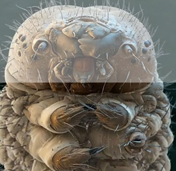 KINOTO_Takashi's tweet photo. Around 65 species of Demodex are known. Two species live on humans: Demodex folliculorum and Demodex brevis, both frequently referred to as eyelash mites, alternatively face mites or skin mites.
#Demodex #EyelashMites #FaceMites #SkinMites https://t.co/OeRby710EF