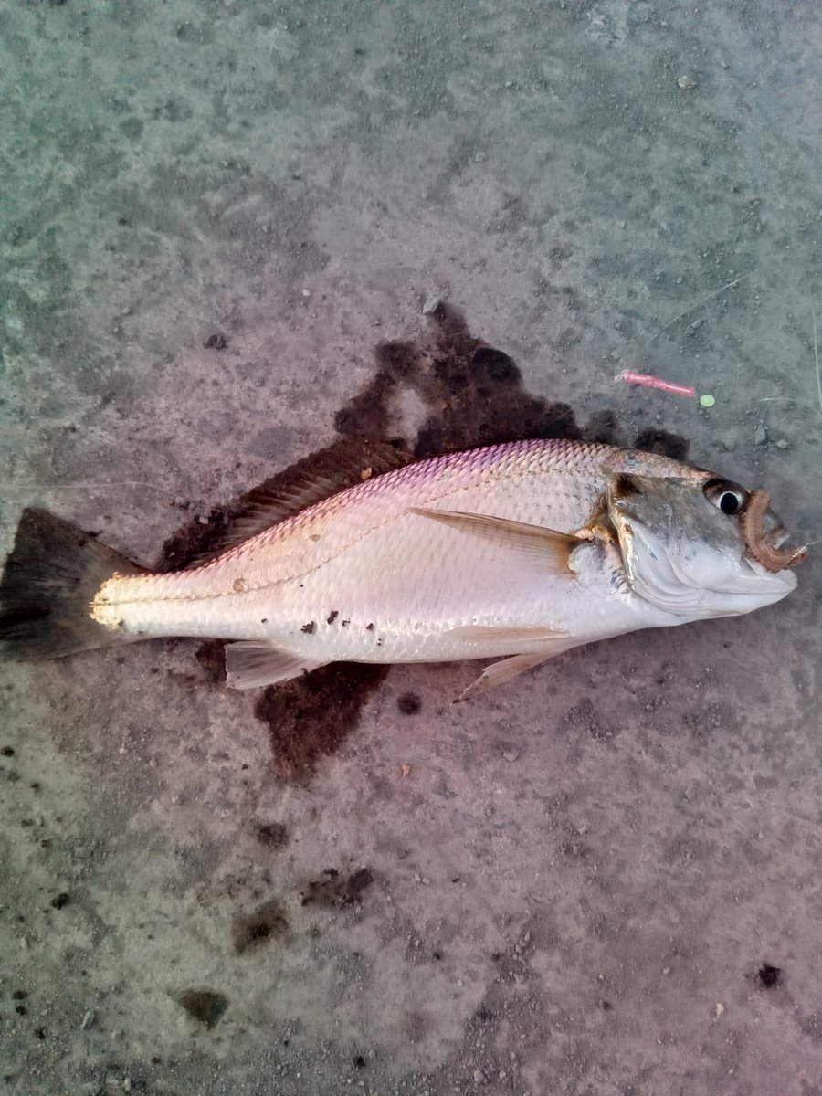 本命のイシモチが釣れました
寒いから帰ります 