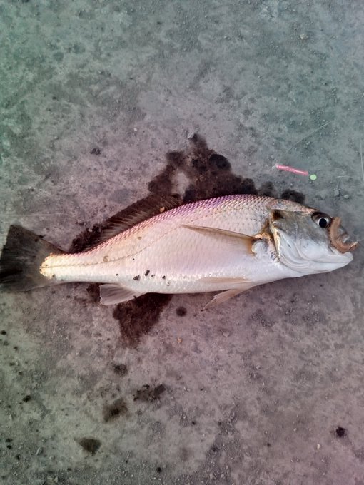 本命のイシモチが釣れました
寒いから帰ります 