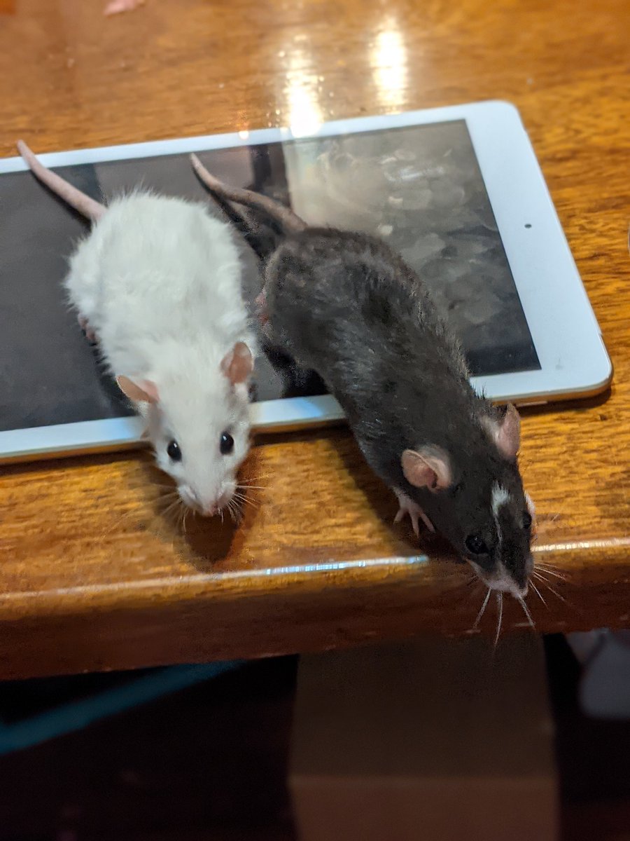 Baby angel is too cute and already bigger than the adult dwarf girlie 😂

#rats #petrats #ratsoftwitter