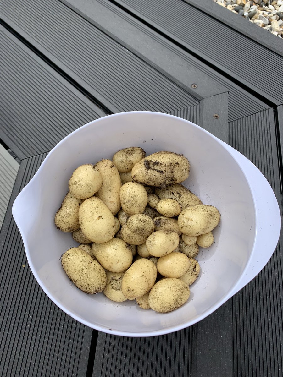 acmklm's tweet photo. First potatoes 🥔 harvested 😁 https://t.co/KQBhHrd0Ry