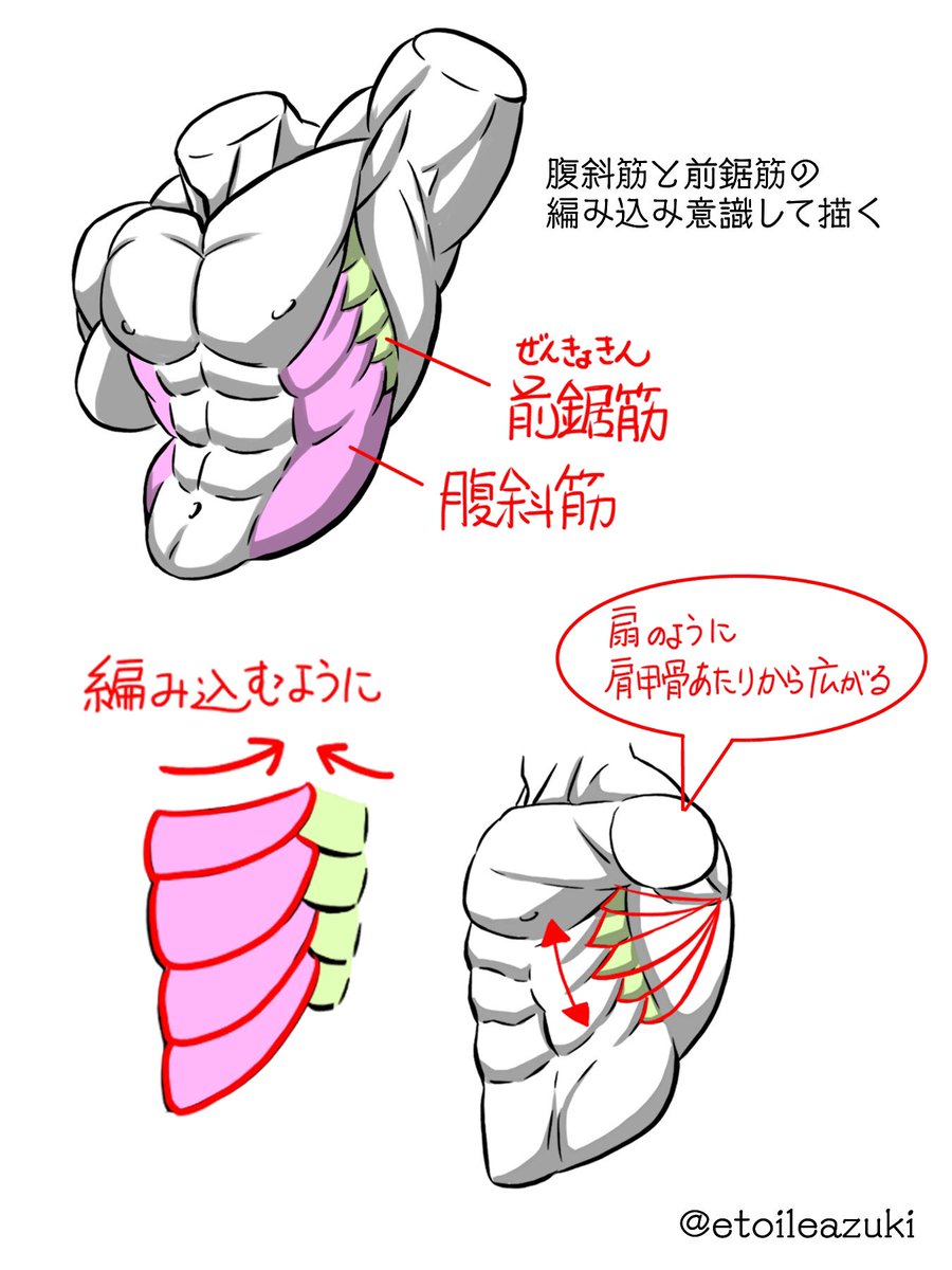 Twitter筋肉の描き方シリーズ 腹筋 筋肉のイラスト制作のことなら 筋肉イラスト製作所