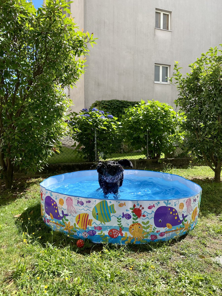 RominaKumar2's tweet photo. Fun fun fun #PoolParty #happydog https://t.co/ef1p5WUP2Z