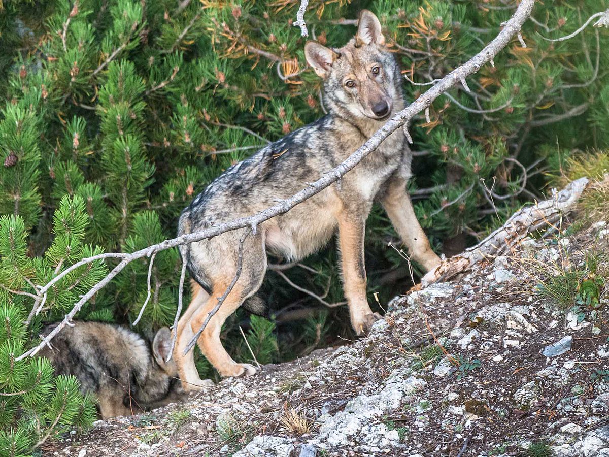 Fully funded PhD opportunity on the Spatiotemporal dynamics of wolves in the Alps with me, <a href="/MattGeary/">Matthew Geary</a> and Francesca Marucco. Co-financed by wolfalps.eu and <a href="/uochester/">University of Chester</a> (Sustainable Futures Studentships). Apply here: tinyurl.com/wolfalps Deadline 2nd July 2021!
