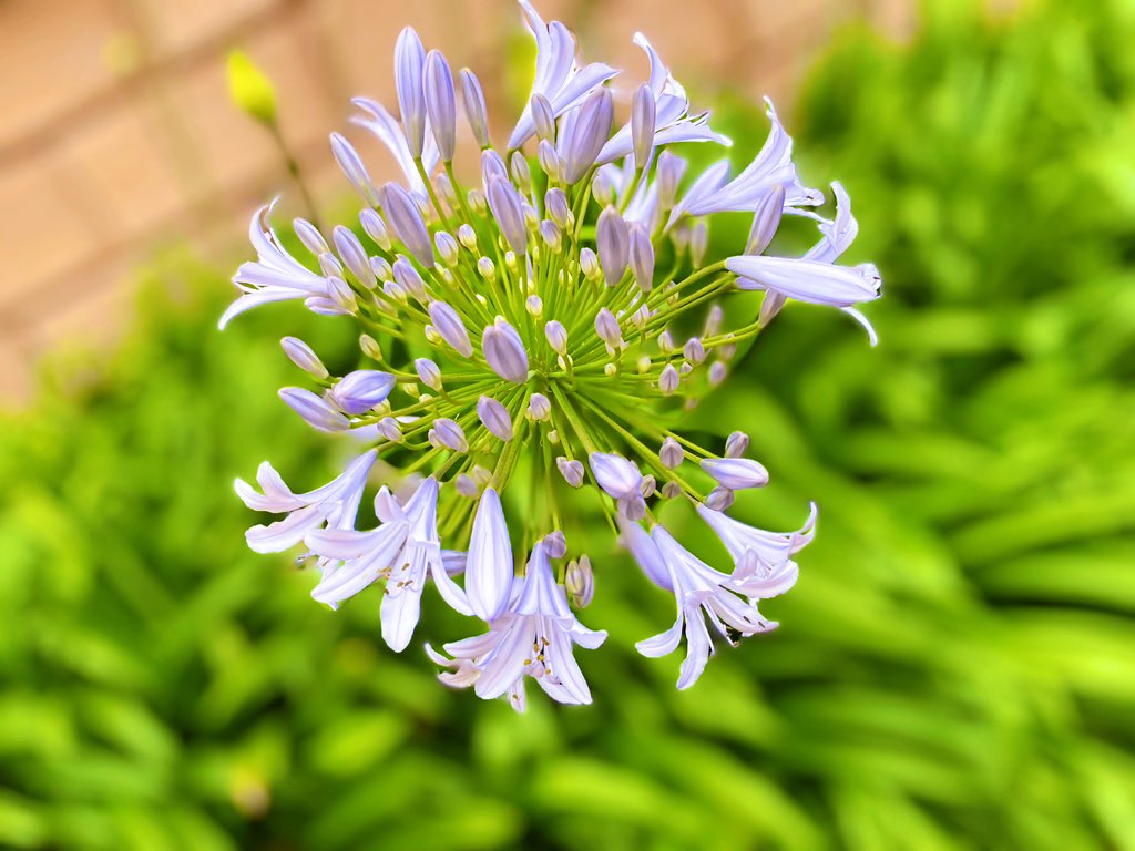 岩崎可苗 Kanae521 Twitter