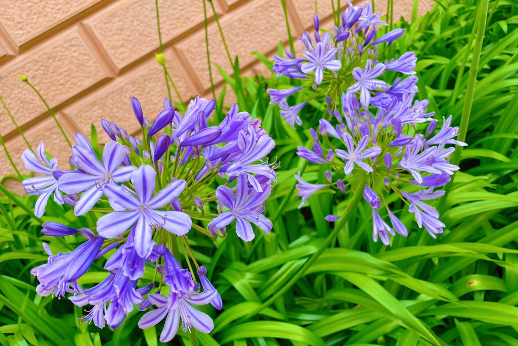 岩崎可苗 Kanae521 Twitter