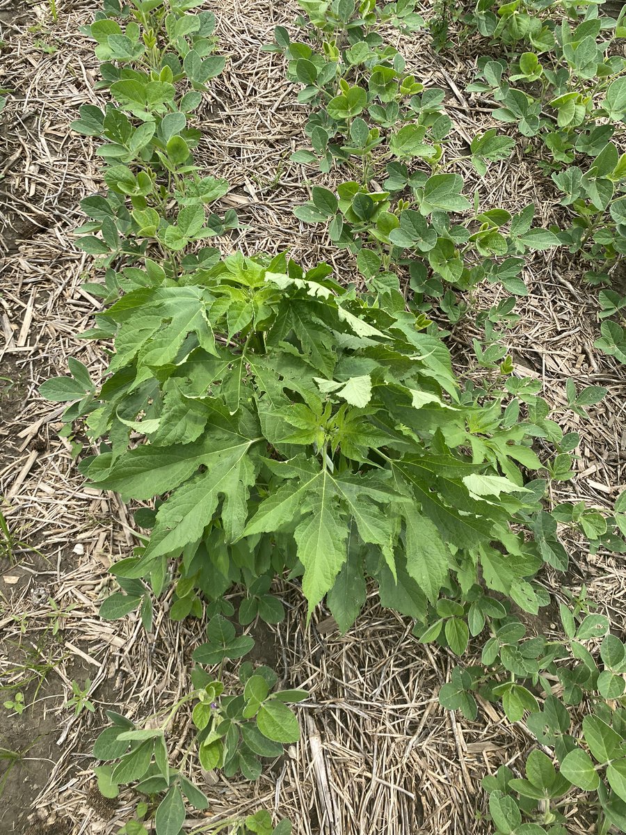 DYK a single giant ragweed plant can reduce soybean yields up to 50% in 110sf area around it? #FreedomToSpray <a href="/PioneerSeeds/">Pioneer Seeds U.S.</a> Enlist E3 means you don’t have to stop spraying because the calendar says so.