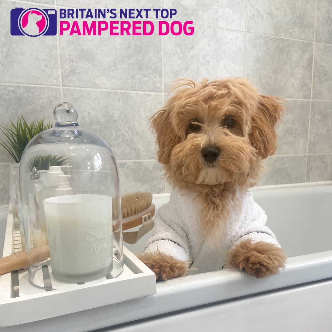 FINAL WEEKEND OF VOTING!! DO YOU THINK WINNIE THE POOTON HAS WHAT IT TAKES TO BE BRITAIN'S NEXT TOP DOG?!⁠
⁠
If so, get voting now at britainsnexttopdog.com/winners/ 

All proceeds go to Cancer Research UK.
