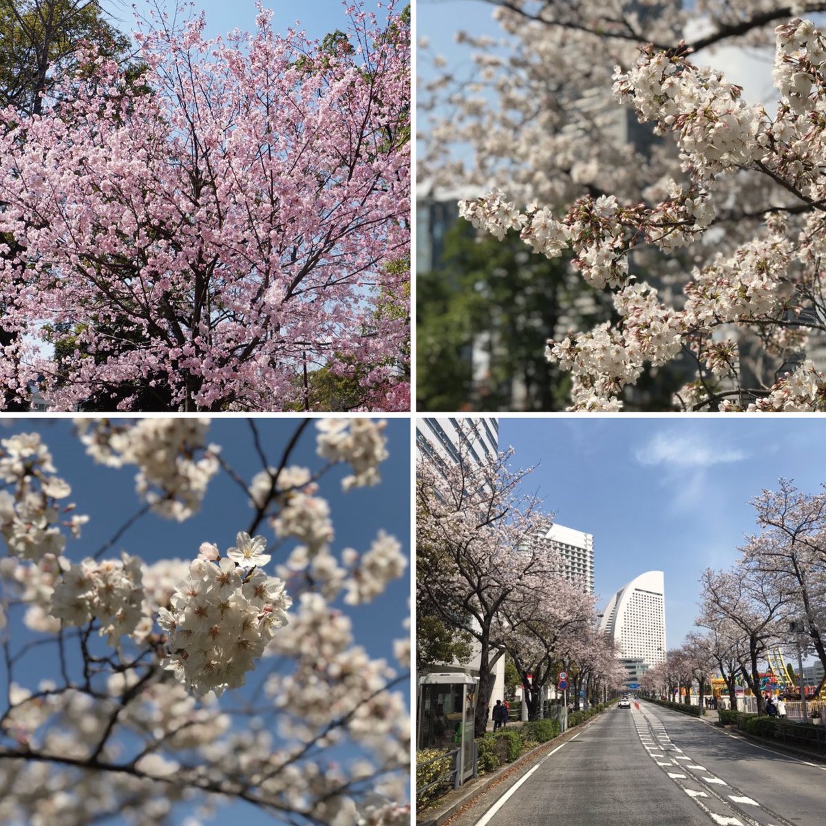 gardennecklace's tweet photo. 【6月26日　サクラ】
ガーデンネックレス横浜2021の春に咲いた花を写真で振り返ります✨
本日はみなとエリア各地で綺麗に咲いたサクラをお楽しみください🌸
みなさんの振り返り投稿もお待ちしています！投稿は「#ガーデンネックレス横浜」で✨

#ガーデンネックレス横浜 
#ガーデンネックレス https://t.co/AHpNmbVk81