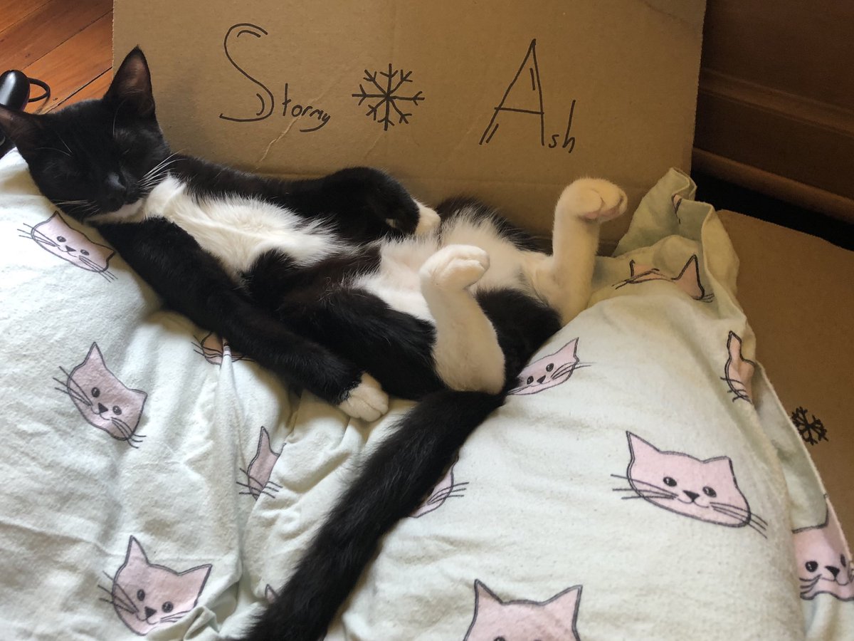 Dan_M75's tweet image. Well, #tourcat hasn’t made it through the first hour. 
#SBSTdF #couchpeleton #SBSCycling