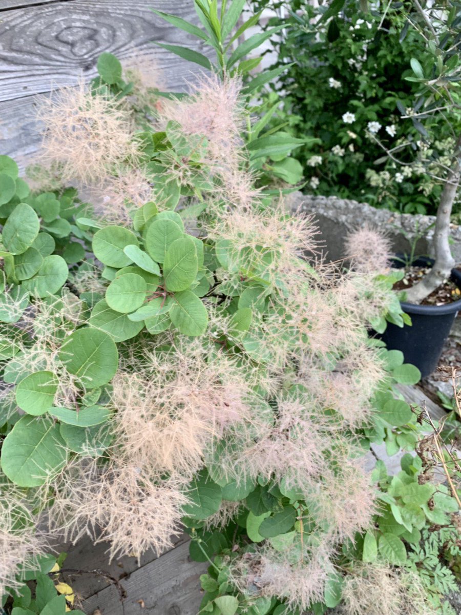 細川洋蘭農園 スモークツリー大人気です 再入荷しました 新潟で地植えできます 花はドライフラワーにもできます スモークツリー スモークツリーの木 新潟花屋 花屋 細川洋蘭農園 スモークツリーバイカラー スモークツリーホワイトボール 細川洋蘭農園 スモークツリー大人気です 再入荷しました 新潟で地植えできます 花はドライフラワーにもできます スモークツリー スモークツリーの木 新潟花屋 花屋 細川洋蘭農園 スモークツリーバイカラー スモークツリーホワイトボール