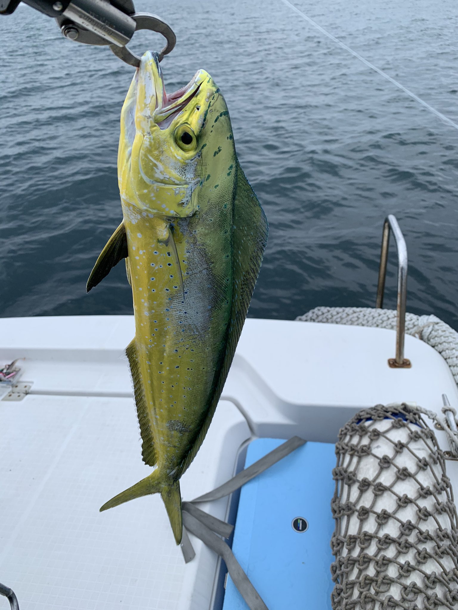 たくみ 9時半から昼まで沖で釣りしてきた ジグでフグ二匹とミニシイラで終わったけど今年初シイラ釣ることできたしよかった やっぱカラシなんでも釣れるかも笑笑 オフショア ジギング たまにルアー メガバス カラシ ペンペン シイラ フグ