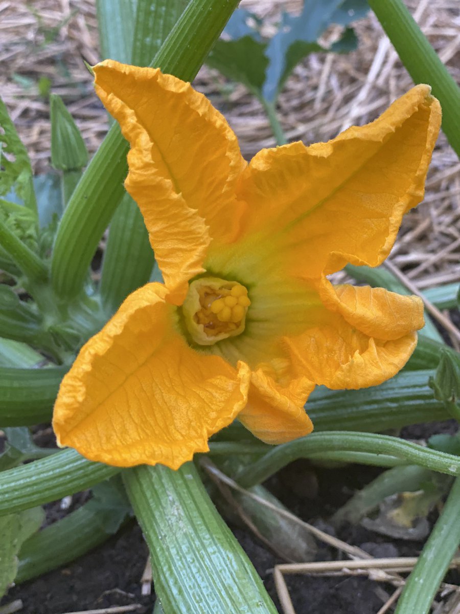 FishersRotary's tweet image. Good Morning from the Zucchini Patch! Goodness is growing here! So much goodness we have visitors everyday! 🐰 @FishersIN  #serviceaboveself #feedingthehungry
