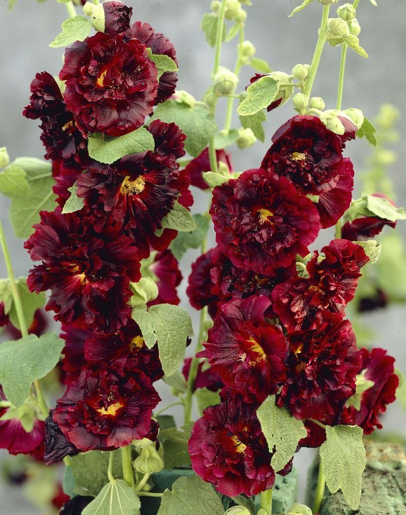 Мальва шток – роза розовая