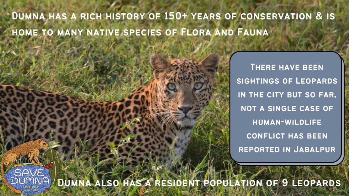 devprof's tweet image. क्या यह सही नहीं है की प्रारंभिक रूप से जिस रास्ते आप स्पोर्ट्स काम्प्लेक्स की ज़मीन पर गए वह पिछले वर्ष हज़ारो पेड़ काटे गए? 

टाइगर सफारी के अलावा अन्य कई प्रोजेक्ट्स के लिए बांटी जा रही डुमना की ज़मीन

DUMNA NATIONAL PARK