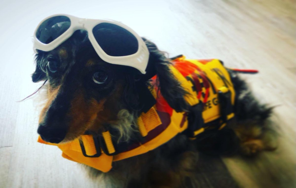 gemmyred's tweet photo. It’s officially safe to go back in the water: Ramsgate’s resident lobster coastguard (+ soon to be local SUP legend) is now in town… #justmeandb #sausagestyle #snoutsndabout #sausagesup #supsup #suppup #sup #ramsgate #lobstercoastguard #doglifejacket #dogsunglasses #watersausage https://t.co/vsuqKJeASq