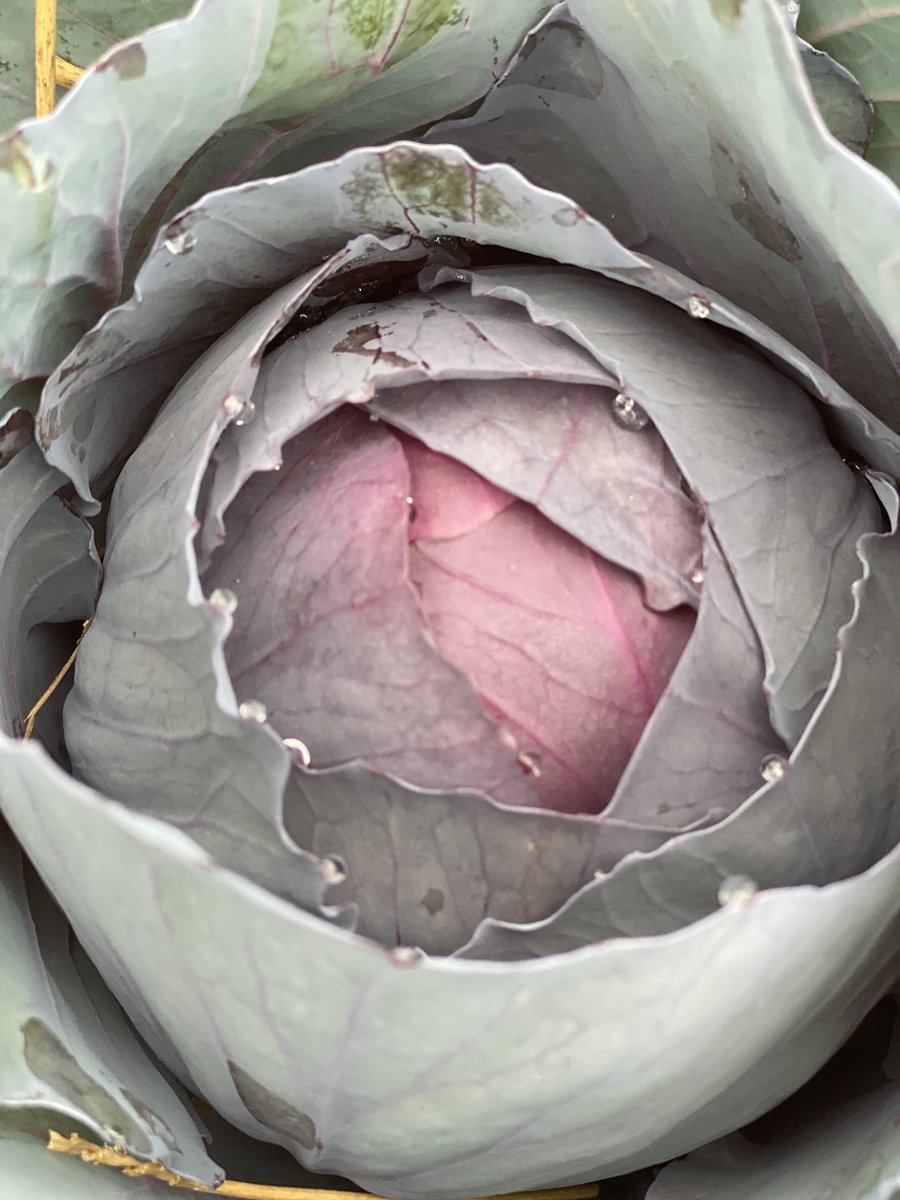 FishersRotary's tweet image. Hey! We love these beautiful red cabbages so much that we had to say Good Morning again! Rich in vitamin C &amp;amp; K￼!  @FishersIN #Nutritionmattersforall