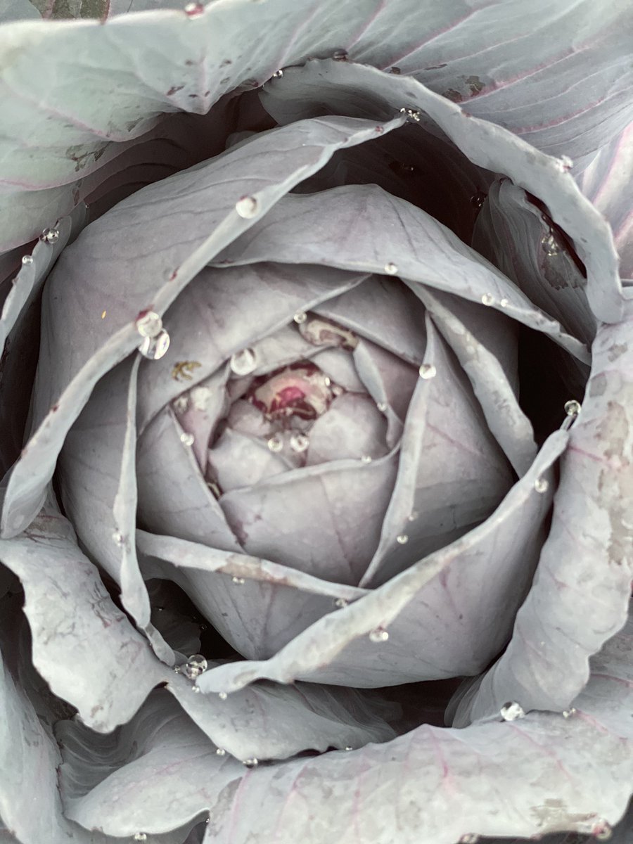 FishersRotary's tweet image. Hey! We love these beautiful red cabbages so much that we had to say Good Morning again! Rich in vitamin C &amp;amp; K￼!  @FishersIN #Nutritionmattersforall