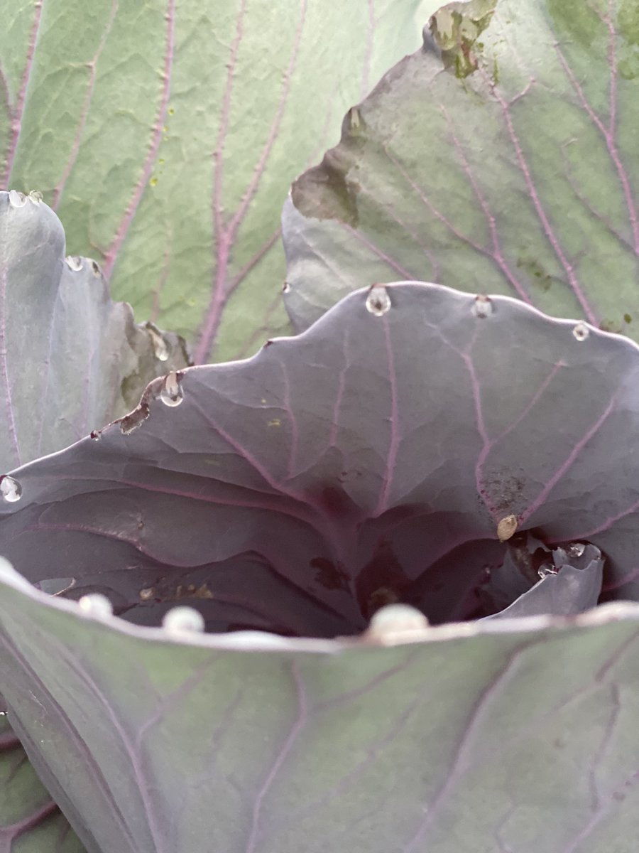 FishersRotary's tweet image. Hey! We love these beautiful red cabbages so much that we had to say Good Morning again! Rich in vitamin C &amp;amp; K￼!  @FishersIN #Nutritionmattersforall