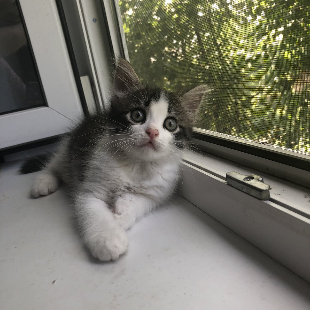 кошкам очень плохо от жары
котоконтент🤒🥴🐈